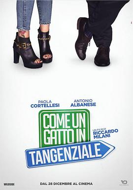 高速路上一只猫封面图