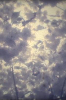 銀河鉄道の夜封面图