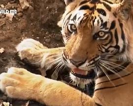 老虎的复仇封面图