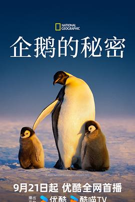 企鹅的秘密封面图